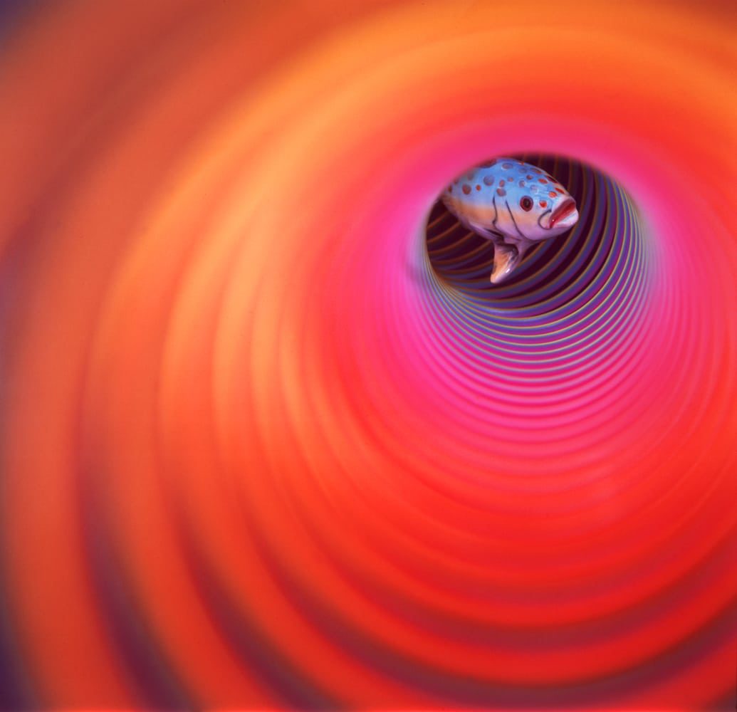 Special Effect photo of colorful fish swimming up brightly colored slinky Corporate Photography