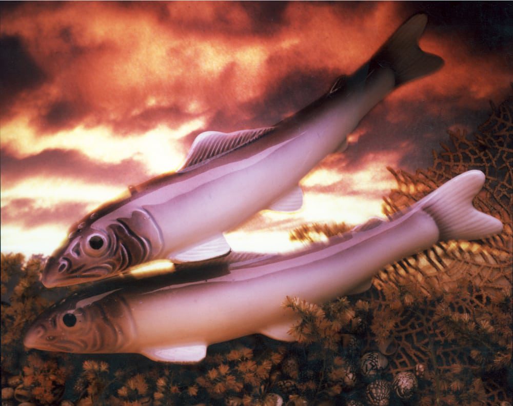 Two purpleish ceramic fish swimming together in orange sunset background and shells on bottom Product Photography